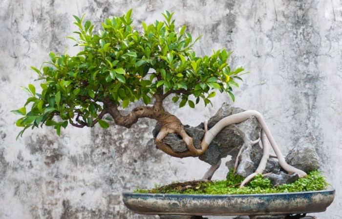 盆景選擇指南 盆景選擇指南