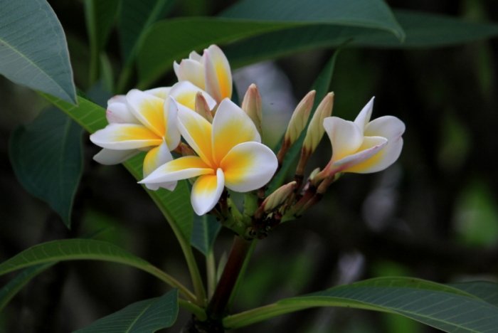 雞蛋花葉黃原因