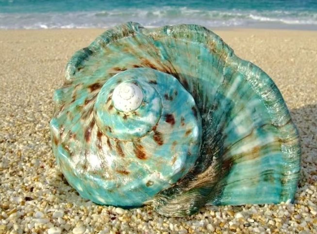 夜光貝瀕危原因