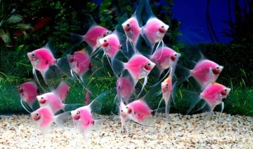 基因改造觀賞魚