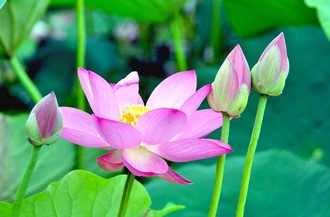 金蓮荷花種植 金蓮荷花種植