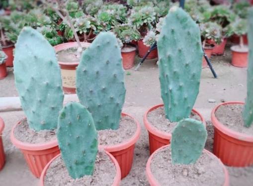 仙人掌病害防治 仙人掌病害防治