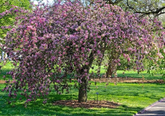 庭院樹種類 庭院樹種類