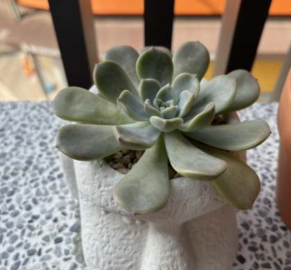 多肉耗葉原因 多肉耗葉原因