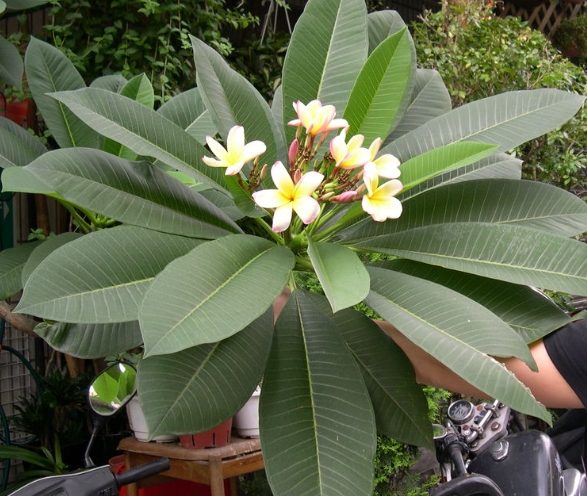 雞蛋花水培常見問題