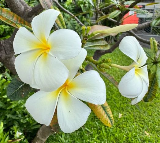 雞蛋花澆水頻率