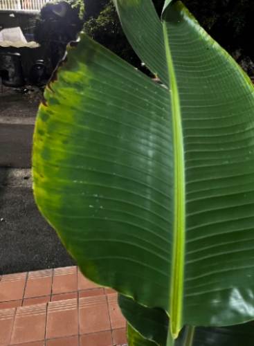 天堂鳥褐斑病防治