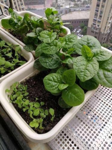 陽台蔬菜種植