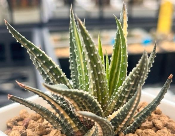 葉插繁殖 葉插繁殖