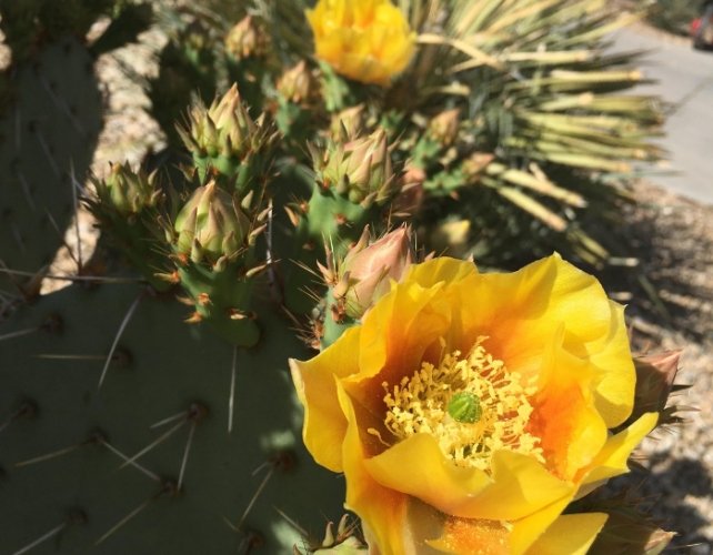 仙人掌土壤配方