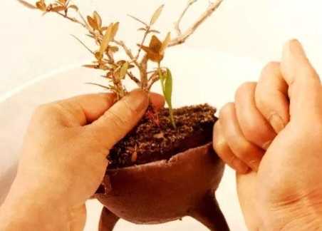 盆栽換土步驟