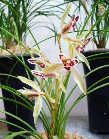 蘭花養護技巧 蘭花養護技巧