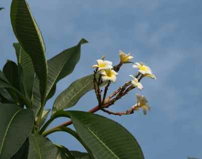 雞蛋花枝條繁殖