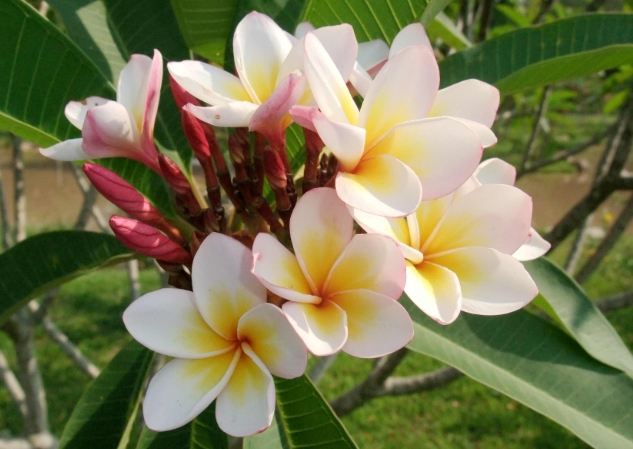 雞蛋花不開花原因