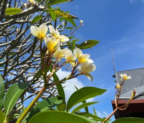 雞蛋花修剪技巧