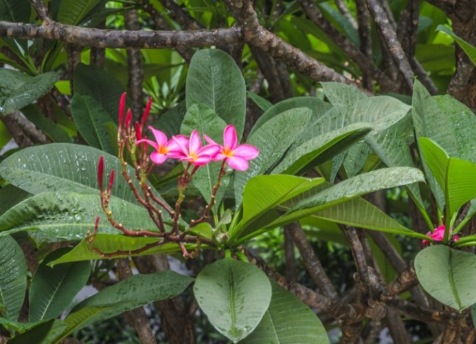 植物晒伤治疗 植物晒伤治疗