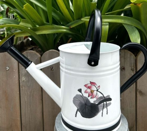 正確澆水方法 正確澆水方法