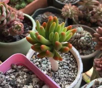 多肉植物土壤 多肉植物土壤