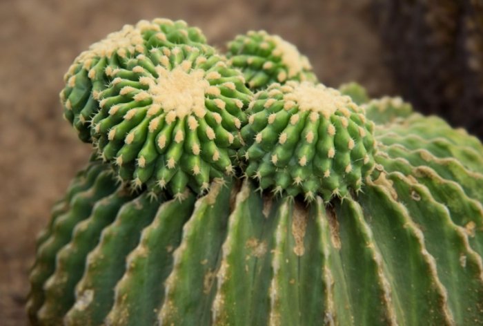 仙人掌爛肉治療 仙人掌爛肉治療