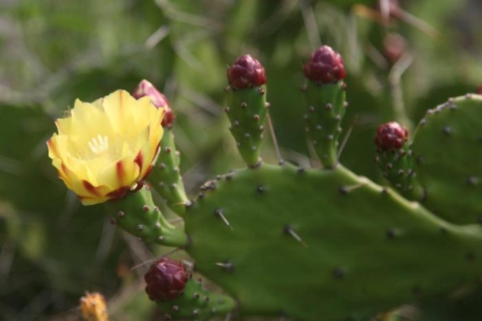 仙人掌剪斷方法