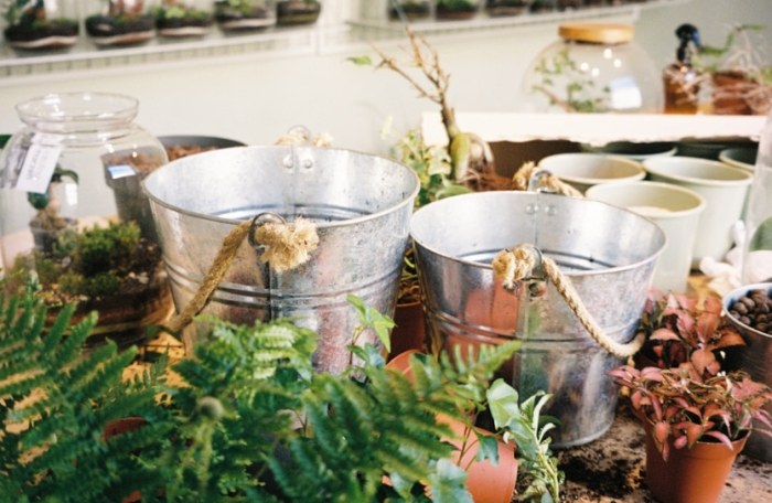 冬天多肉澆水頻率