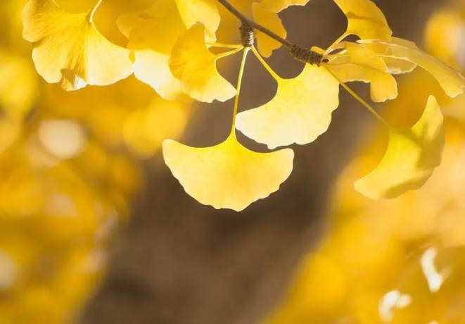 銀杏樹生長條件