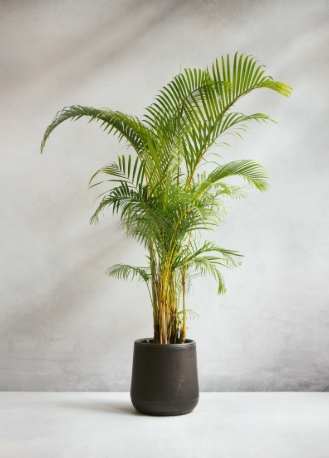 黃椰子盆栽照顧