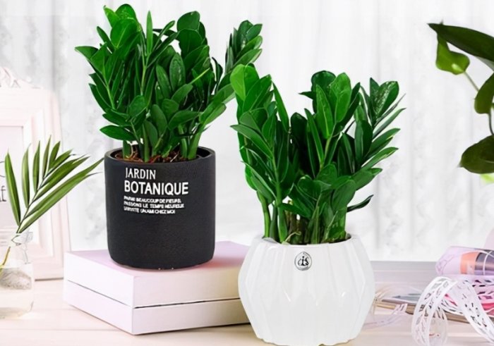 金錢樹盆栽技巧