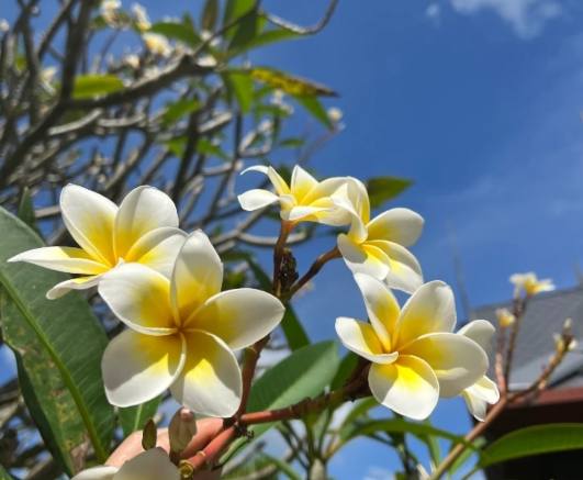 雞蛋花分支方法