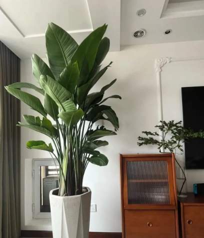 室內植物高度控制