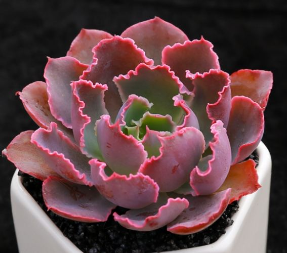 側芽繁殖技巧 側芽繁殖技巧