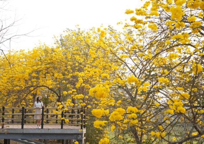 黃花栽培 黃花栽培
