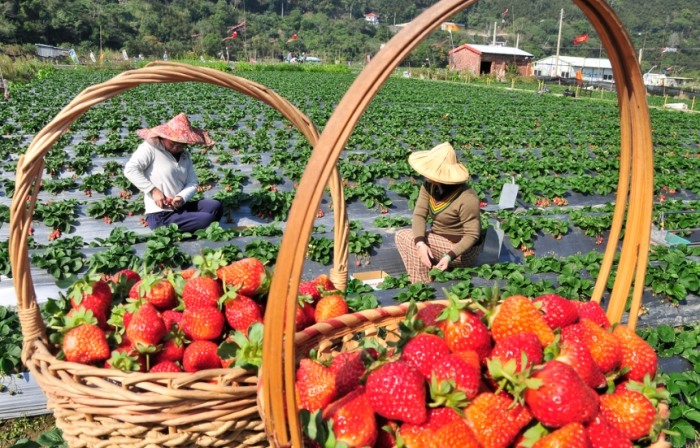 苗栗草莓季節 苗栗草莓季節
