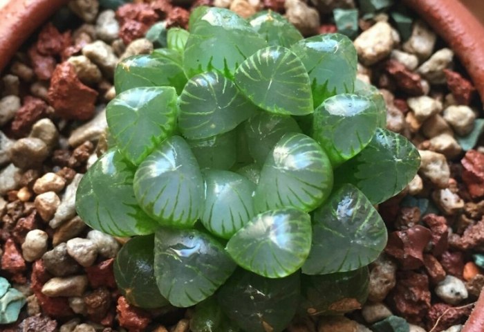 香港多肉植物土壤 香港多肉植物土壤