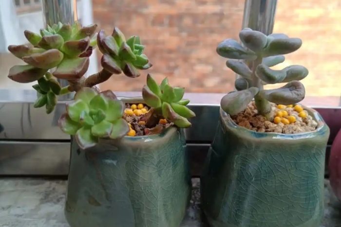 多肉曬太陽時間 多肉曬太陽時間