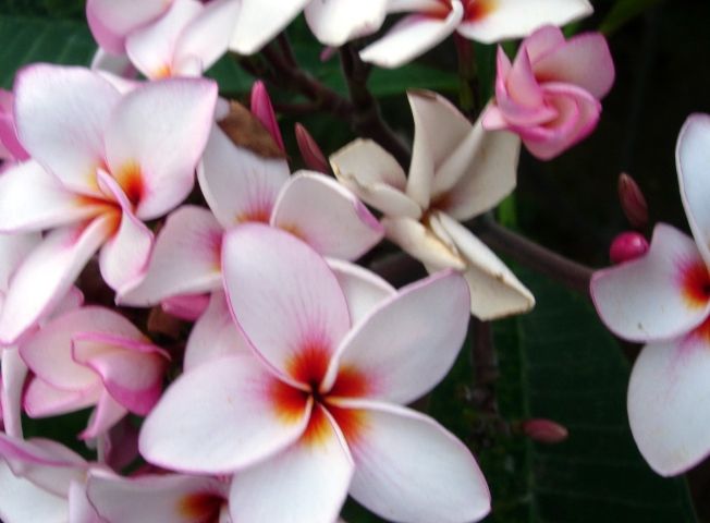 雞蛋花不開花原因