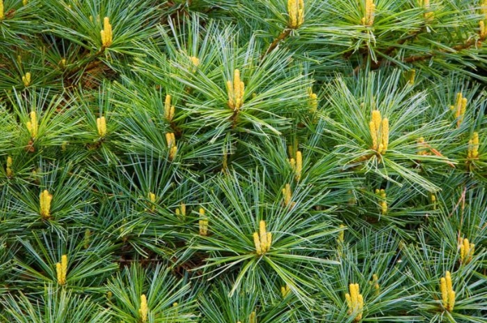 針松樹養護方法