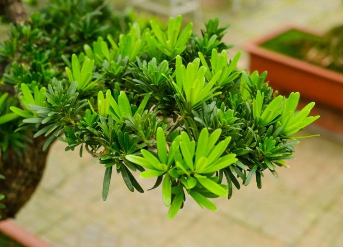 羅漢松害蟲處理