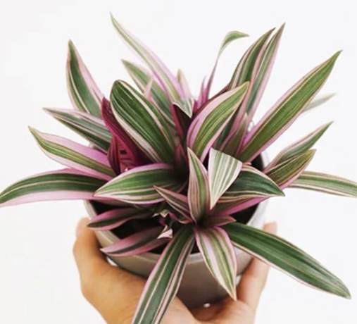 紫背萬年青毒性