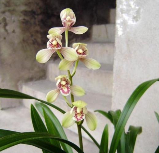 蘭花養護 蘭花養護