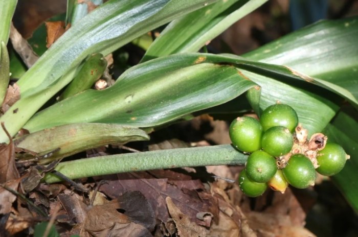 如意萬年青 養護 如意萬年青 養護