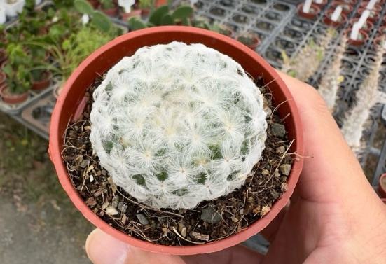 白星仙人掌常見問題