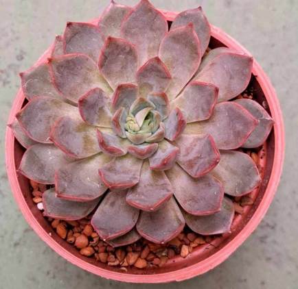 葉孵繁殖技巧 葉孵繁殖技巧