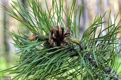 松樹種子發芽時間
