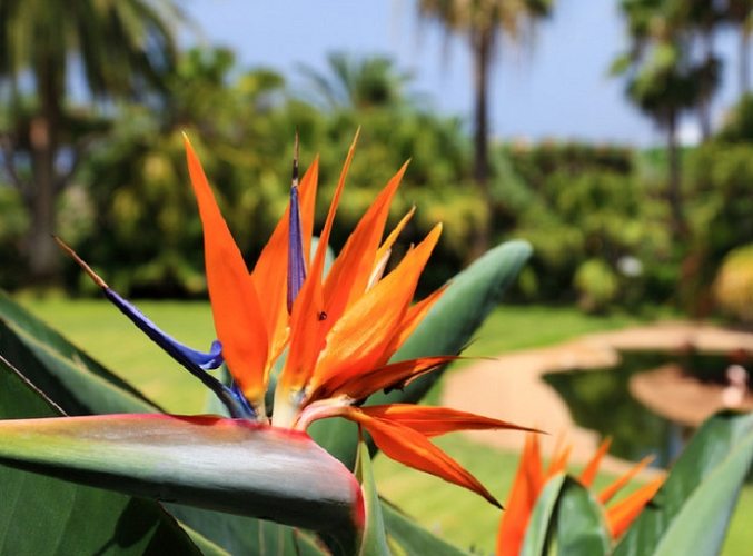 天堂鳥開花條件