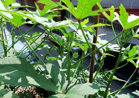 不用照顧蔬菜 不用照顧蔬菜