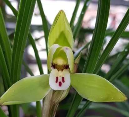 蘭花掉葉原因 蘭花掉葉原因