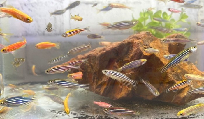 螢光磚魚飼養方法