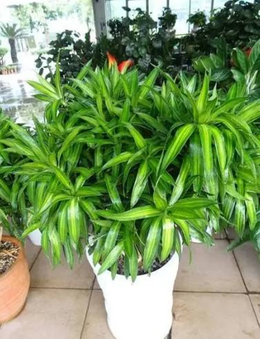 竹子品種推薦 竹子品種推薦