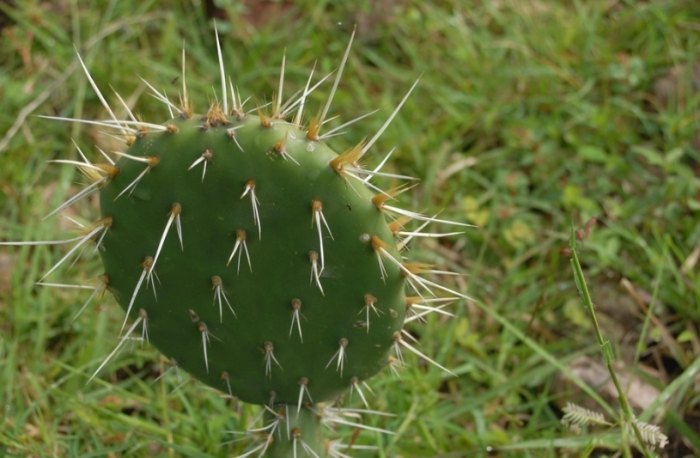 仙人掌變黑原因